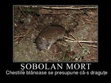 sobolan mort