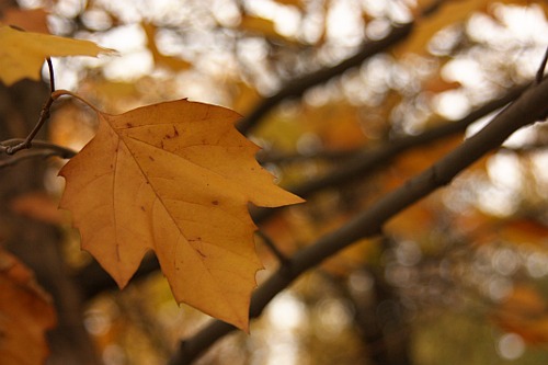 autumn leaves and bokeh