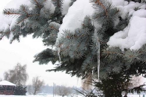 tree under snow