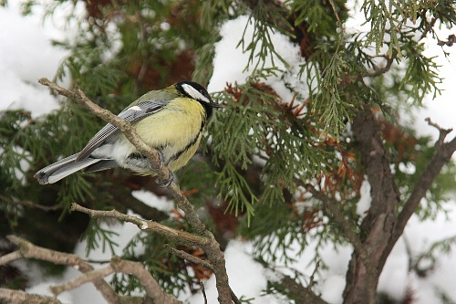 birds and snow