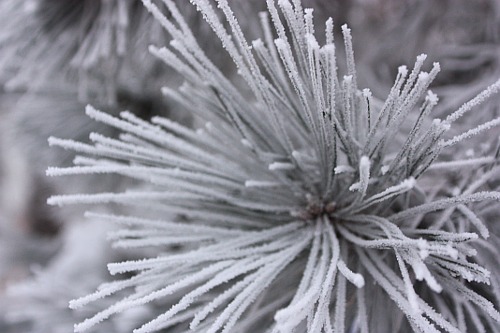 keen frost