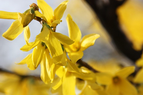 Yellow flowers