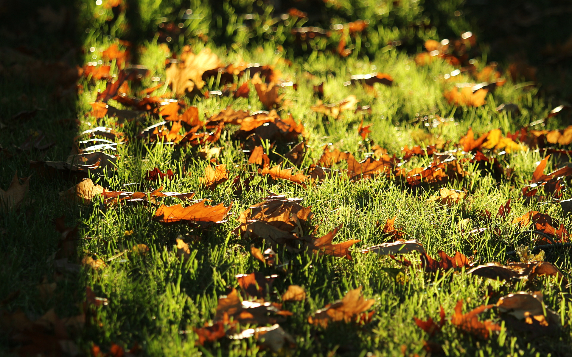 Nicu s FOSS n stuff Autumn Wallpapers