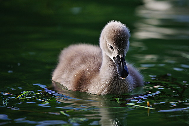 the-ugly-duckling-nicu-s-photoblog