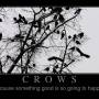 crows.jpg