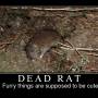 dead-rat.jpg