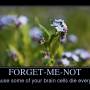 forget-me-not.jpg