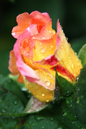 Rose after the Rain