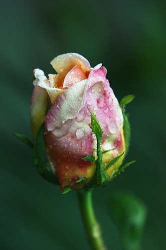 Rose after the Rain