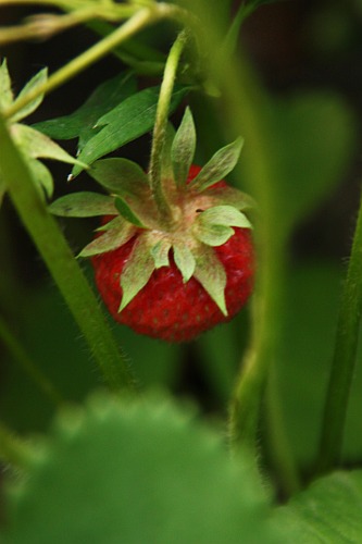 garden strawberry