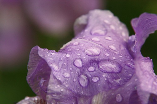 Purple Iris After the Rain