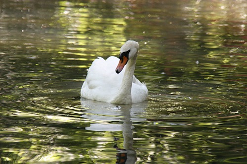 White Swan / Lebada Alba
