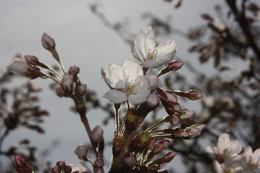 sakura