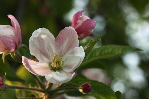 Apple blossom and the bee