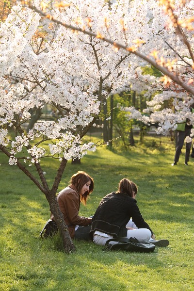 hanami