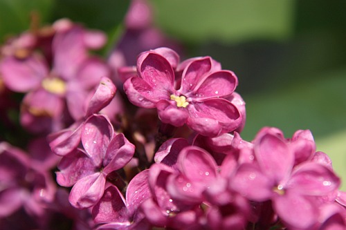 Purple Lilac from my Garden