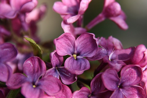 Purple Lilac from my Garden