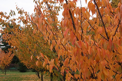 dying leaves