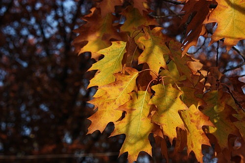 [autumn]