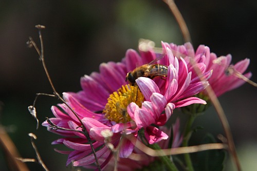 [chrysanthemums and bees]