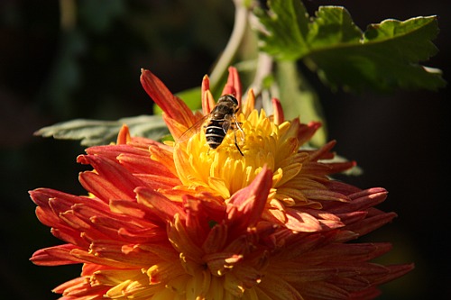 [chrysanthemums and bees]