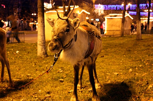 Christmas 2008: Reindeer