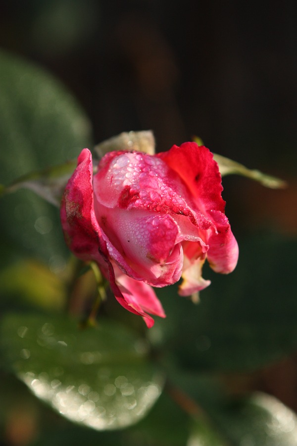 last rose