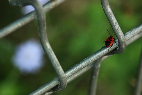 Firebug on the fence