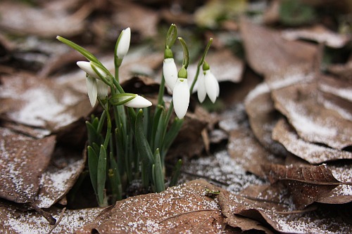 snowdrops/ghiocei