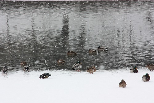 ducks, ice, snow