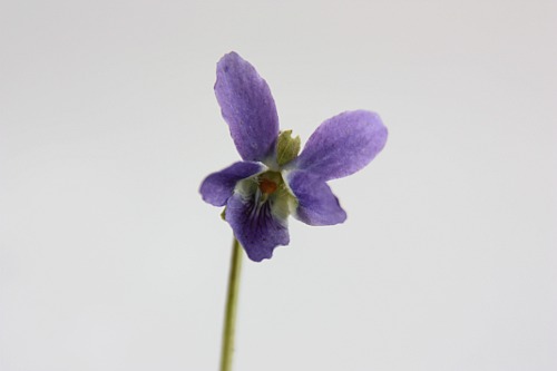 Viola Odorata / Garden Violet / Toporasi