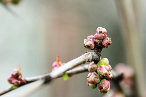 Waiting to Blossom