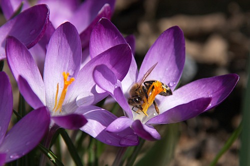 Purple Crocus / Brinduse Mov and a Bee