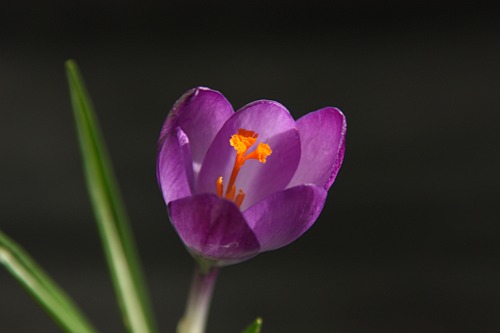 Purple Crocus / Brindusa Mov