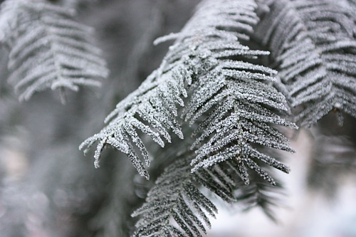 keen frost