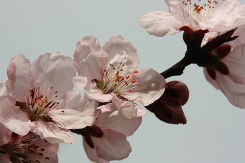 Blossoming trees: Apricot