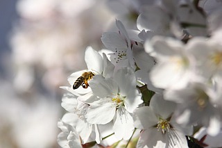 Sakura: Japanese cherry tree blossom
