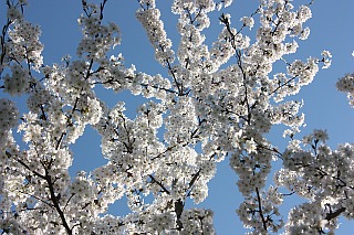 Sakura: Japanese cherry tree blossom