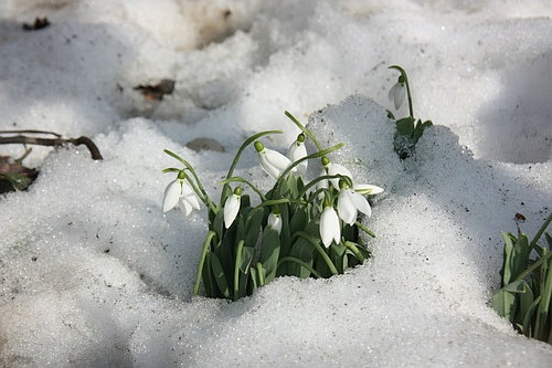 snowdrops /ghiocei