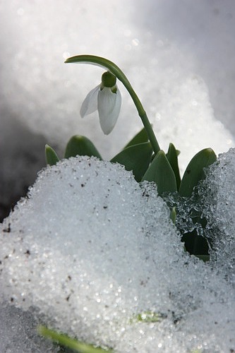 snowdrops /ghiocei