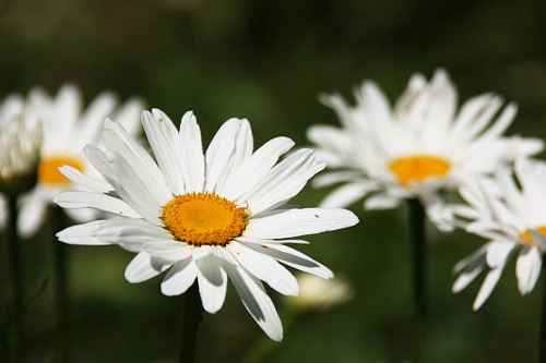 Daisies / Margarete