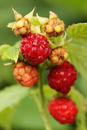 Raspberries / Zmeura