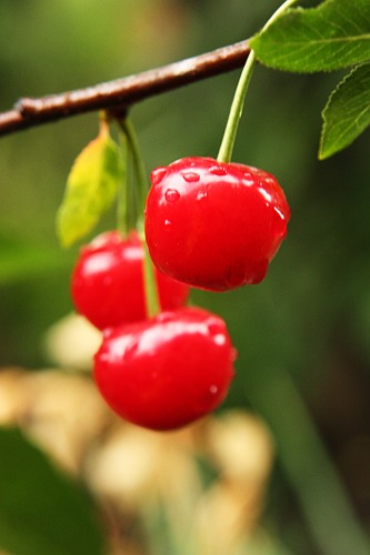Sour cherries / Visine