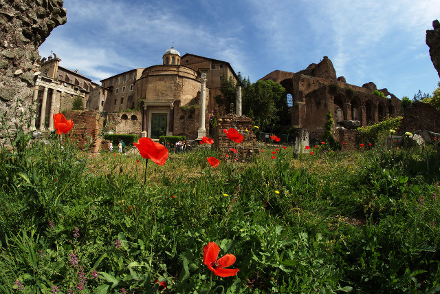 Poppies and history