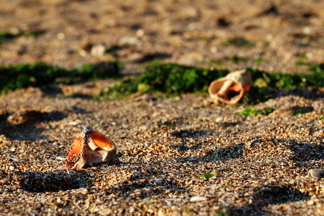 empty shells