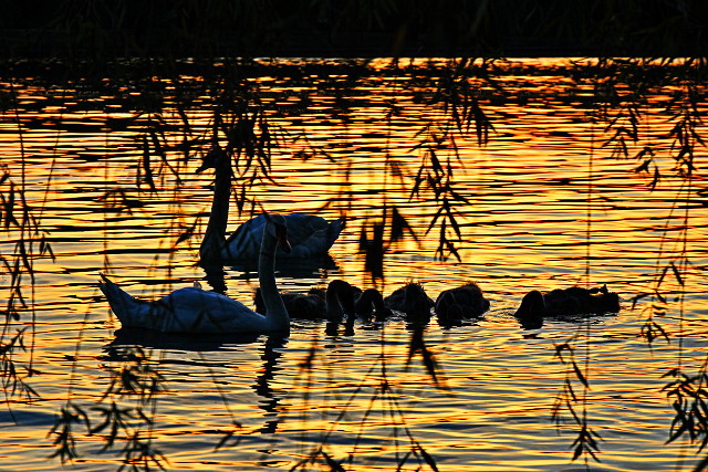 golden swans