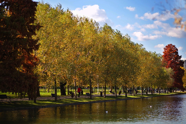 Wall of trees