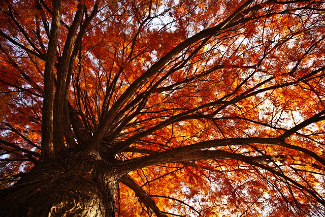 Looking up