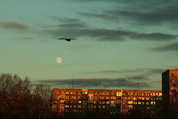 moon and bird