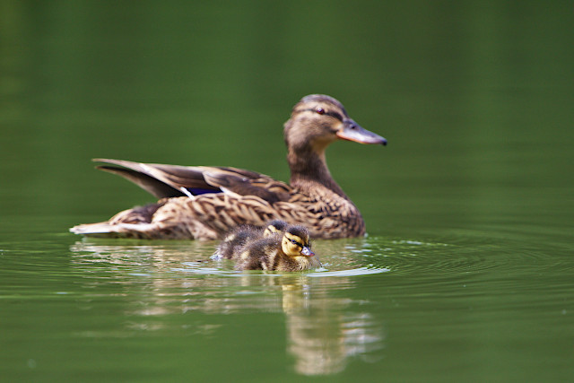 Duckling encounter